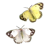 petaloudes